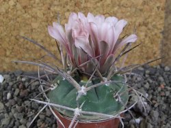 Gymnocalycium armatum LH1431 Pajcho centro, Tarija, pot 5,5 cm - 12407771