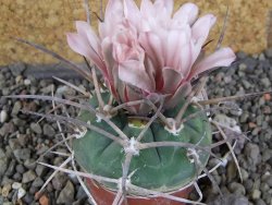 Gymnocalycium armatum LH1431 Pajcho centro, Tarija, pot 5,5 cm - 12407772