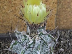 Astrophytum Dinosaur X niveum květináč 5,5 cm - 12407775