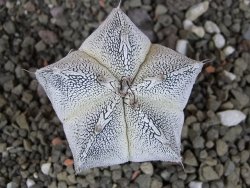 Astrophytum Dinosaur X Onzuko 5,5 cm - 12407780