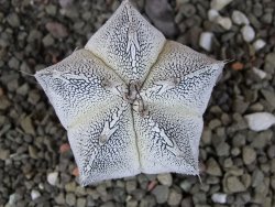 Astrophytum Dinosaur X Onzuko 5,5 cm - 12407781