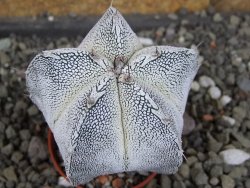 Astrophytum Dinosaur X Onzuko 5,5 cm - 12407782