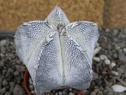 Astrophytum Dinosaur X Onzuko 5,5 cm - 12407783