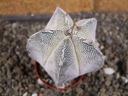 Astrophytum Dinosaur X Onzuko 5,5 cm - 12407785