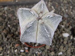 Astrophytum Dinosaur X Onzuko 5,5 cm - 12407786