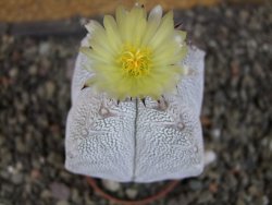 Astrophytum Onzuko quadricostatum V type, pot 5,5 cm - 12407788