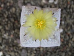 Astrophytum Onzuko quadricostatum V type, pot 5,5 cm - 12407789