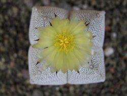 Astrophytum Onzuko quadricostatum V type, pot 5,5 cm - 12407790
