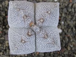 Astrophytum Onzuko quadricostatum V type, pot 5,5 cm