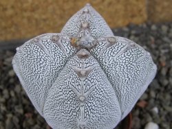 Astrophytum Onzuko quadricostatum V type, pot 5,5 cm - 12407796