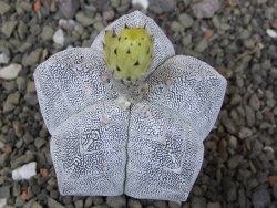 Astrophytum Onzuko V type, pot 5,5 cm - 12407798