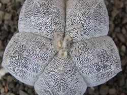 Astrophytum Onzuko V type, pot 5,5 cm - 12407800