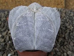 Astrophytum Onzuko V type, pot 5,5 cm - 12407803