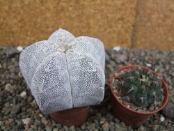 Astrophytum Onzuko V type, pot 5,5 cm - 12407804
