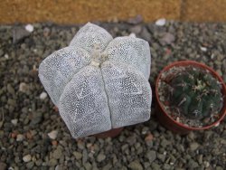 Astrophytum Onzuko V type, pot 5,5 cm - 12407805