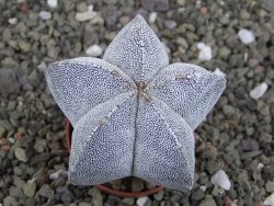 Astrophytum Onzuko, pot 5,5 cm - 12407813
