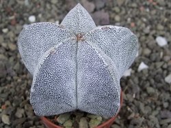 Astrophytum Onzuko, pot 5,5 cm - 12407814