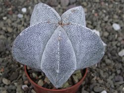 Astrophytum Onzuko, pot 5,5 cm - 12407815