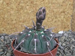 Gymnocalycium vatteri, pot 6,5 cm - 12407817