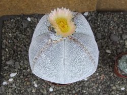 Astrophytum Onzuko XXXL 11 x V 16 cm - 12407822