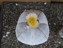 Astrophytum Onzuko XXXL 11 x V 16 cm - 12407823