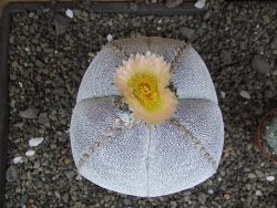Astrophytum Onzuko XXXL 11 x V 16 cm - 12407824