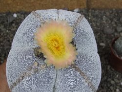 Astrophytum Onzuko XXXL 11 x V 16 cm - 12407825