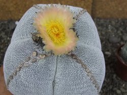 Astrophytum Onzuko XXXL 11 x V 16 cm - 12407826