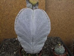 Astrophytum Onzuko XXXL 11 x V 16 cm - 12407827