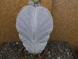 Astrophytum Onzuko XXXL 11 x V 16 cm - 12407828