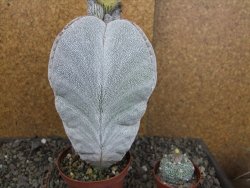 Astrophytum Onzuko XXXL 11 x V 16 cm - 12407829