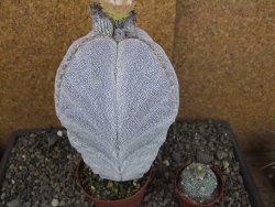 Astrophytum Onzuko XXXL 11 x V 16 cm - 12407830