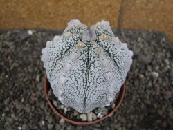 Astrophytum Z Jasenné pot 8,5 cm - 12407834