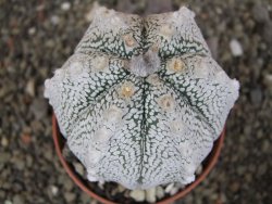 Astrophytum Z Jasenné pot 8,5 cm - 12407835