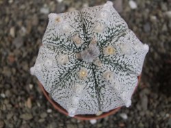 Astrophytum Z Jasenné pot 8,5 cm - 12407836