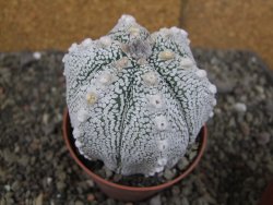 Astrophytum Z Jasenné pot 8,5 cm - 12407838