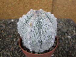 Astrophytum Z Jasenné pot 8,5 cm - 12407839