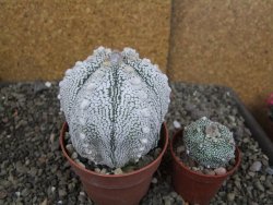 Astrophytum Z Jasenné pot 8,5 cm - 12407840