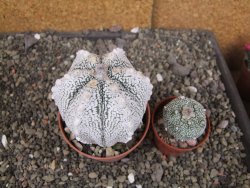 Astrophytum Z Jasenné pot 8,5 cm - 12407841