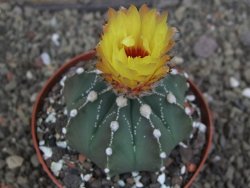 Astrophytum Z Jasenné pot 9 cm - 12407842