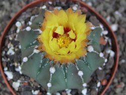 Astrophytum Z Jasenné pot 9 cm - 12407843