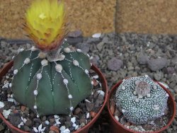 Astrophytum Z Jasenné pot 9 cm - 12407845