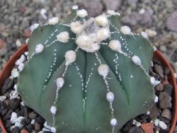 Astrophytum Z Jasenné pot 9 cm - 12407847