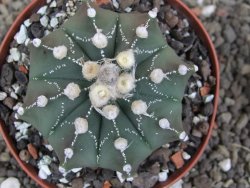 Astrophytum Z Jasenné pot 9 cm - 12407848