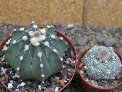 Astrophytum Z Jasenné pot 9 cm - 12407849