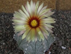 Astrophytum Z Jasenné pot 6,5 cm - 12407850