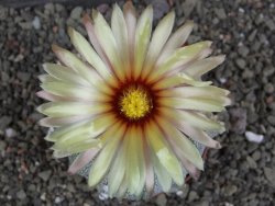 Astrophytum Z Jasenné pot 6,5 cm - 12407851