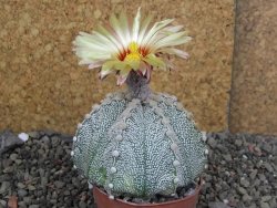 Astrophytum Z Jasenné pot 6,5 cm - 12407853