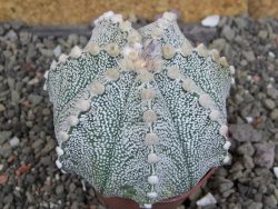 Astrophytum Z Jasenné pot 6,5 cm - 12407854