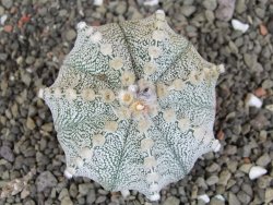 Astrophytum Z Jasenné pot 6,5 cm - 12407855
